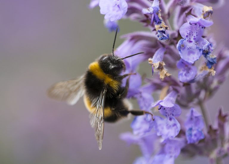 Une abeille sur une fleure mauve