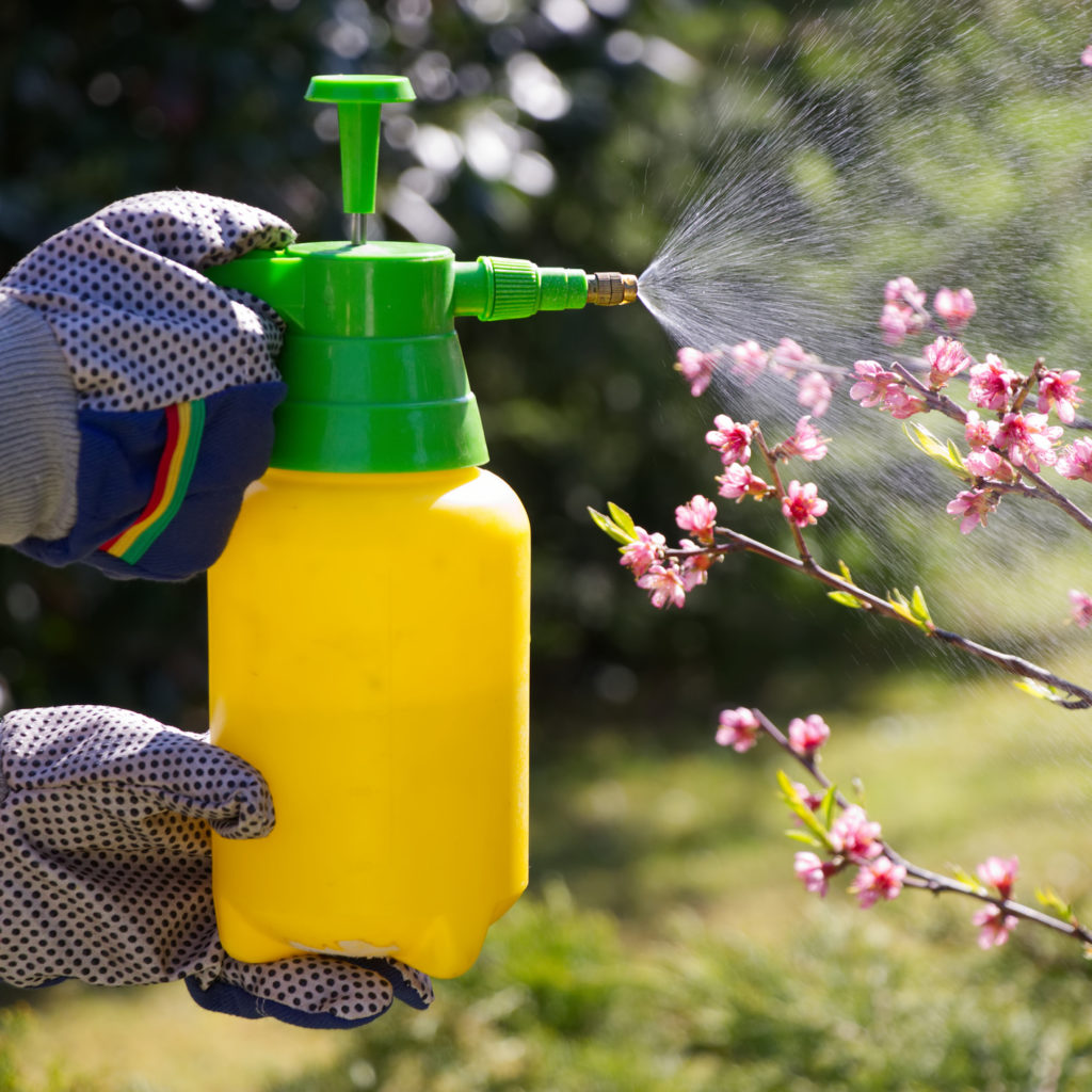 Spraying pesticides on a blooming fruit tree