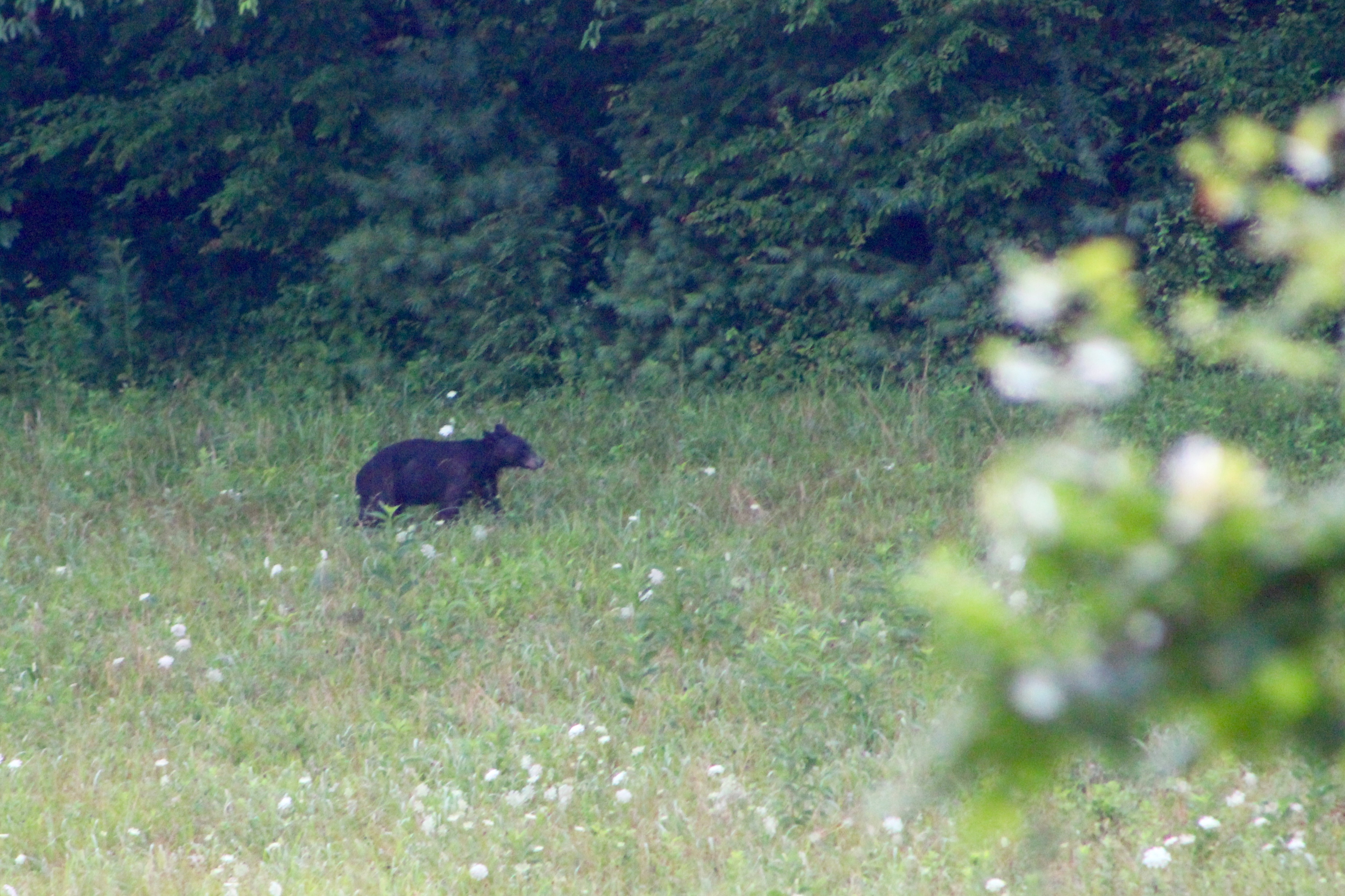 Bear in the morning on the loop in Cades Cove in the Great Smoky Mountains in East Tennessee.